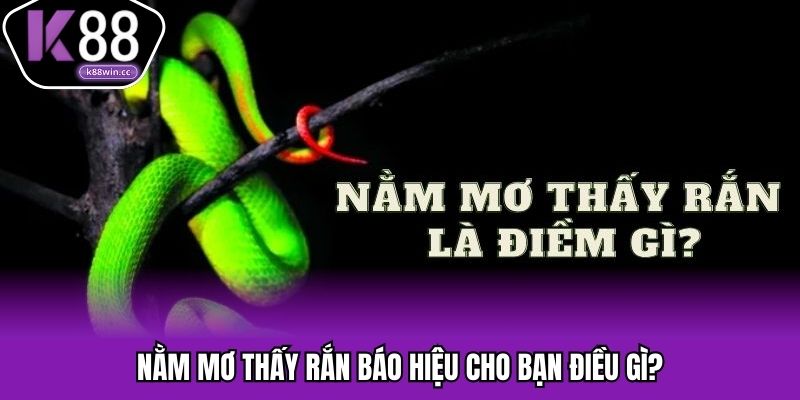 Dấu hiệu khi nằm mơ thấy rắn bạn cần chú ý